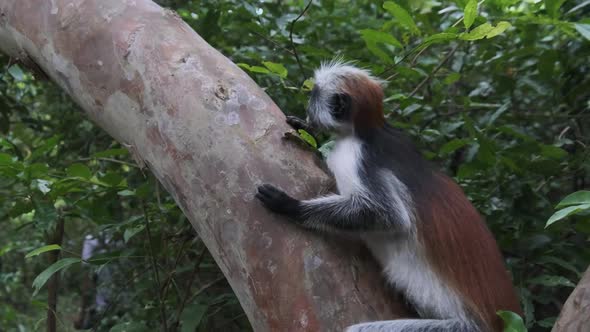 Red Colobus Monkey Sitting on Branch in Jozani Tropical Forest Zanzibar Africa