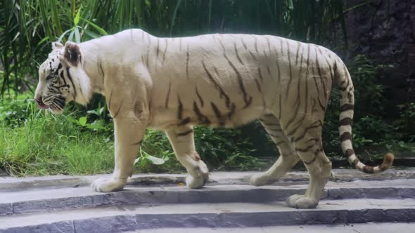 A Big Beautiful Healthy Balinese White Tiger with Black Stripes Listed in the Red Book Walks on