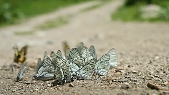 Close-up Slow Motion A Group of Butterflies with Cyan Wings That Absorb Nutrients and Crawl on the