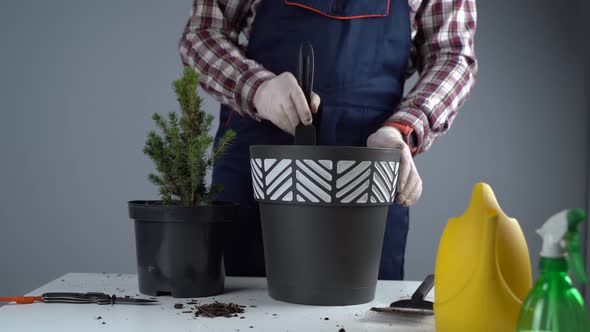 Hands Closeup of Male Gardener in Uniform and Gloves Transplants House Plant of Genus of Coniferous