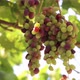Ripening bunches of grapes in sunlight. - VideoHive Item for Sale