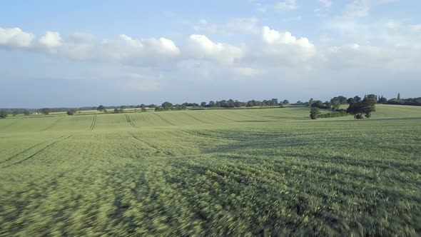 Field of Young Green Barley in the Summer 