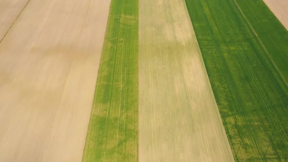 Drone flying over a cornfield during sunset. Drone flies over green agriculture corn field. Beautifu