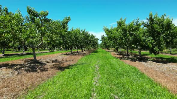 Beautiful plantation orchard row with fruit trees on each side for agriculture