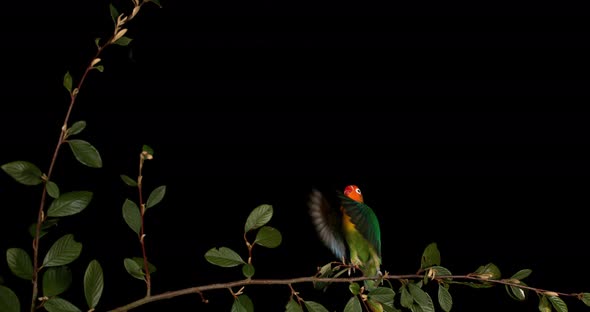 Fischer's Lovebird, agapornis fischeri, Adult standing on Branch, taking off, in flight