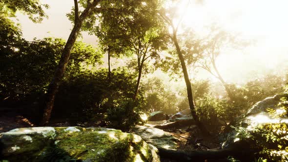 Hyperlapse of Tropic Rainforest Jungle with Fog and Sun Rays