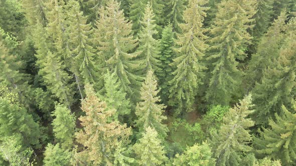 Spruce Forest. Slow Motion. Carpathian Mountains. Ukraine. Aerial.