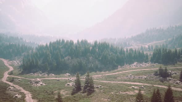 Aerial Top View of Summer Green Trees in Forest in Swiss Alps