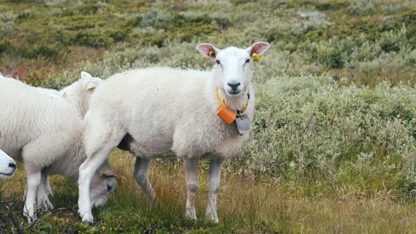 Free Range Sheep Wearing A GPS Collar Looking At The Camera In Hydalen Valley, Hemsedal, Norway.  -