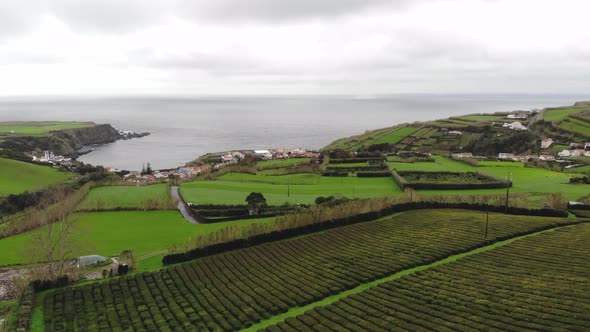 Gorreana tea plantation (Ch Gorreana) near the Atlantic Coast in S. Miguel Island, Azores, Portugal 