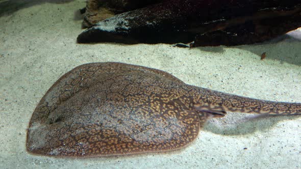 Ocellate river stingray, Potamotrygon motoro fish laying on sand