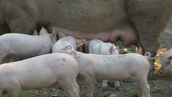 Group of young Piglets sucking milk of udder on farmland,close up shot - 4K prores footage