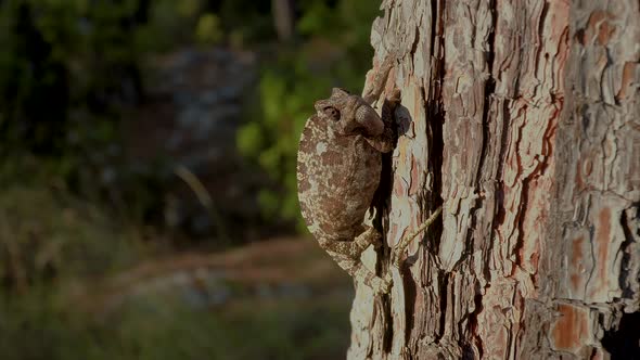 Chameleon on Tree