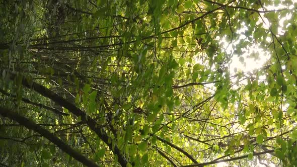 Vertical Video Aerial View of Trees in the Forest on an Autumn Day in Ukraine Slow Motion