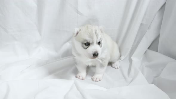 cute newborn Husky puppy posing and sitting on white sheet