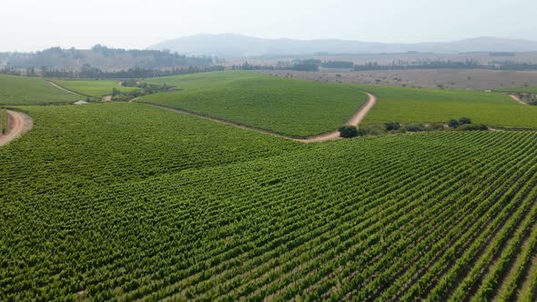 Upward aerial view of a vineyard on a sunny day with the mountainous horizon in the background.