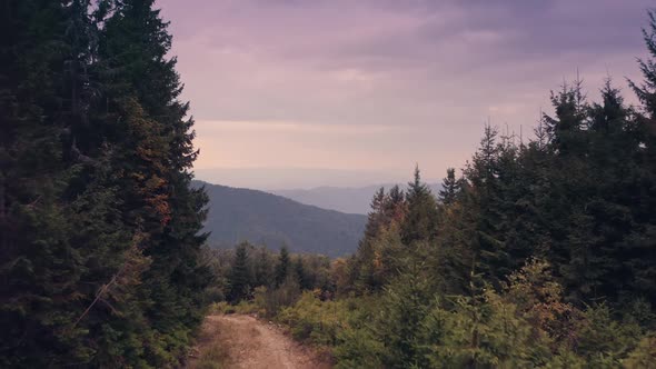 Mountain Road in Pine Tree Forest