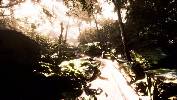 Hyperlapse of Tropic Rainforest Jungle with Fog and Sun Rays