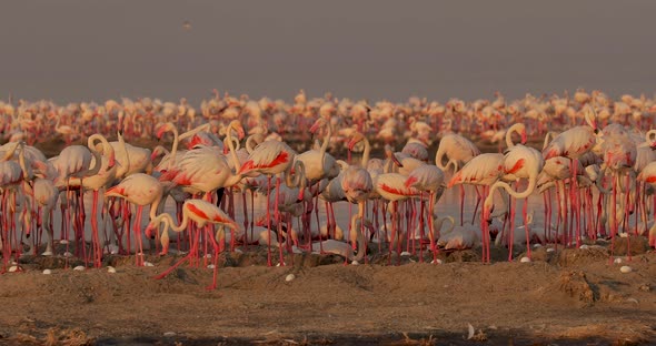 Beautiful Video of the Life of Pink Flamingo Birds in the Wild