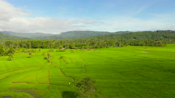 Agricultural Landscape in Asia