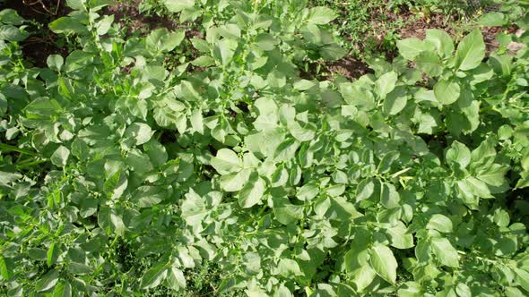 Potato Leaves Growing Vegetables on an Ecological Farm
