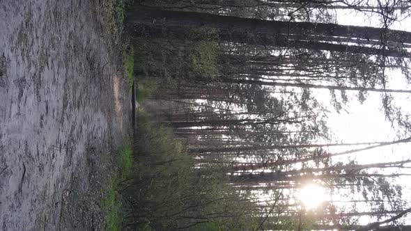 Vertical Video of a Road in the Forest