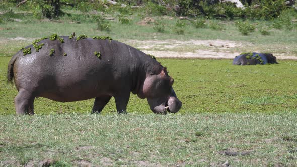 Hippopotamus with duckweed walking near a lake