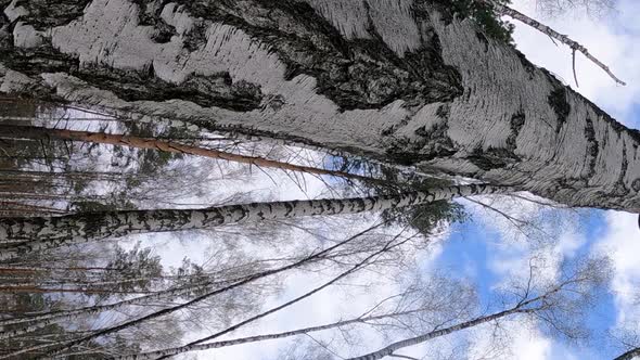 Vertical Video of the Birch Forest with Birches in the Afternoon