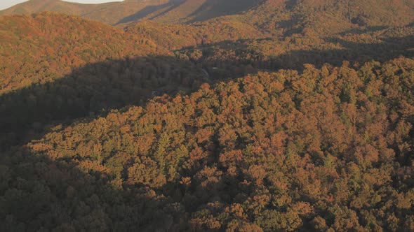 Aerial clip of a thick forest cover in autumn