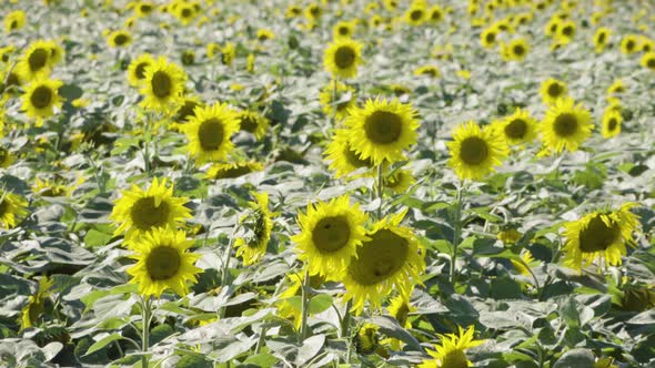 A Display of Bright Yellow Sunflowers in a Field on a Sunny Day