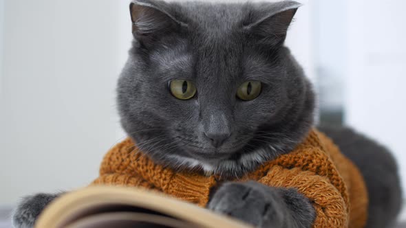 Funny Cat Like a Person Who is Reading a Book