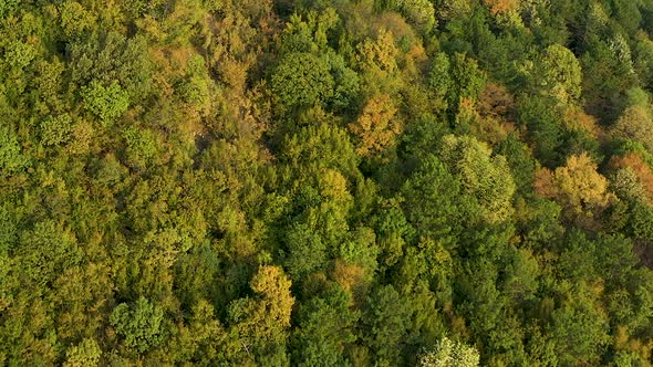 Aerial top down colorful forest trees turning green to yellow, autumn
