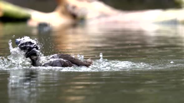 close slow motion shot of tufted duck playing in the water and cleaning itself