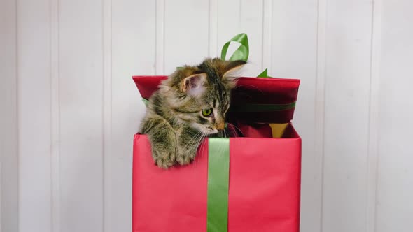 Little Grey Kitten Get Out From Present Box