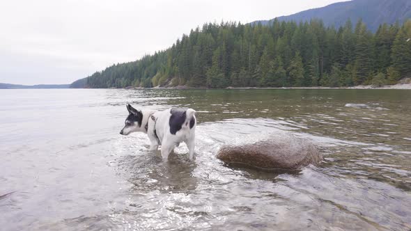 Cute Dog Toy Fox Terrier Playing in Canadian Lake