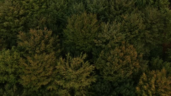 Cinematic drone reveal shot of a forest's rooftop