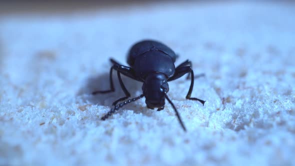 Darkling Beetle, Tenebrionidae, feeding on bread. The adult beetle and its larvae, mealworms,  can f