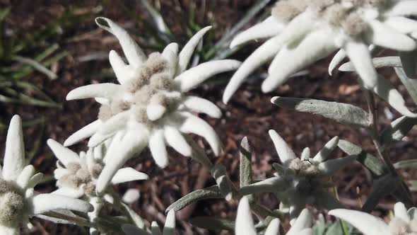 Closeup of a national flower of Austria called Edelweiss