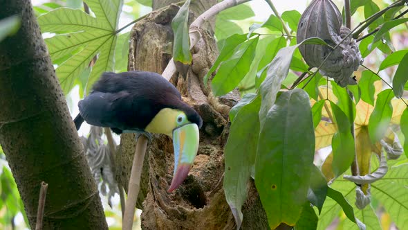 Wild Keel-Billed Toucan eating and pecking food out of tropical tree in wilderness - Close up shot