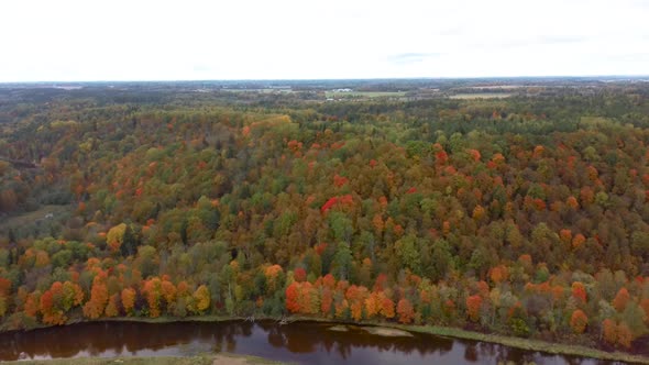 Autumn Aerial Landscape View of the Bright Multi-colored Trees, Green, Orange and Reddish Tint. 4K