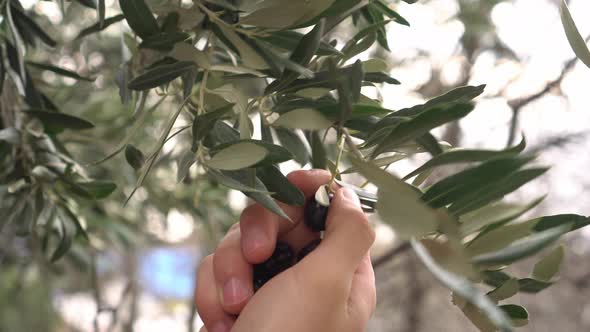 Olive Orchard for the Production of Extra Virgin Olive Oil in Spain