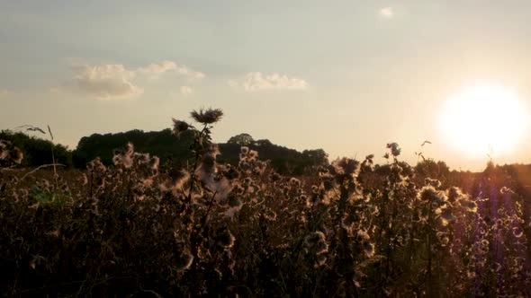 Panning shot of long grass and thistles gently swaying in the breeze while the sun sets behind.