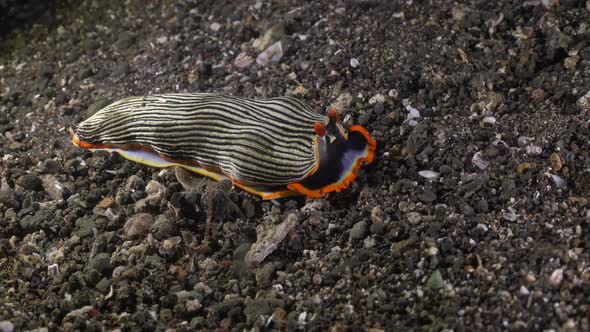 Semper's Armina nudibranch crawling over sand rubble at night