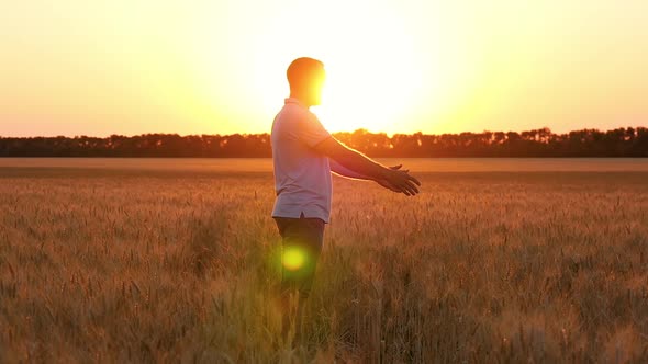 A Happy Child Runs To His Father Through a Wheat Field at Sunset. The Father Takes His Son in His