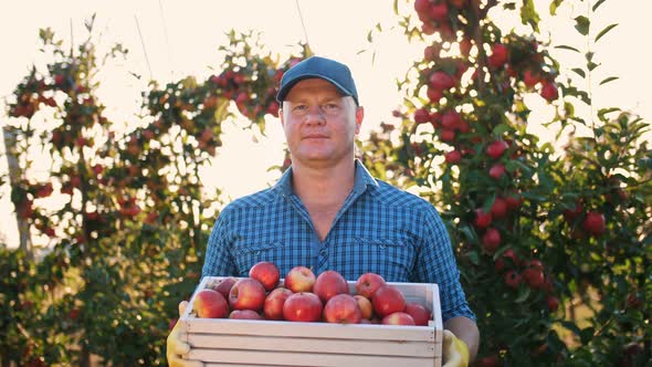 Apple Harvest