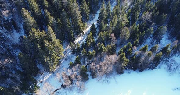 Following the Light in the Forest Flying Over Winter Landscape