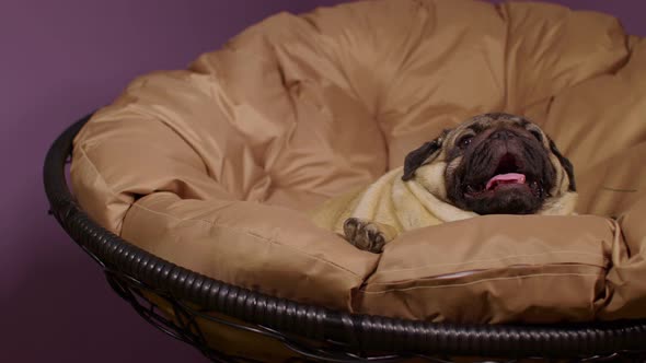 Close Up of Cute Pug Lying on Armchair and Breathing with Her Mouth Open