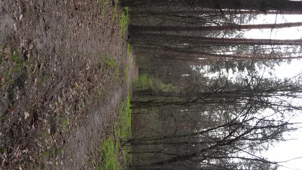 Vertical Video of a Road in the Forest