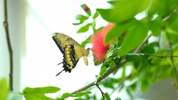 Beautiful Butterfly Feeds On Flower In Tropical Rainforest