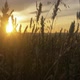 Ears Of Wheat At Golden Sunset - VideoHive Item for Sale
